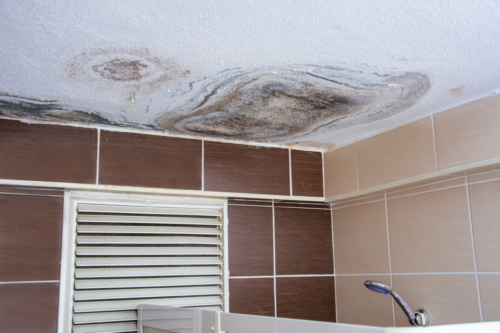 Mold: Restoring your health step by step